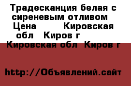 Традесканция белая с сиреневым отливом › Цена ­ 30 - Кировская обл., Киров г.  »    . Кировская обл.,Киров г.